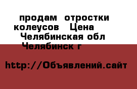 продам  отростки  колеусов › Цена ­ 20 - Челябинская обл., Челябинск г.  »    